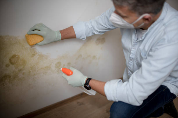 Best Residential Mold Remediation in Union, MO