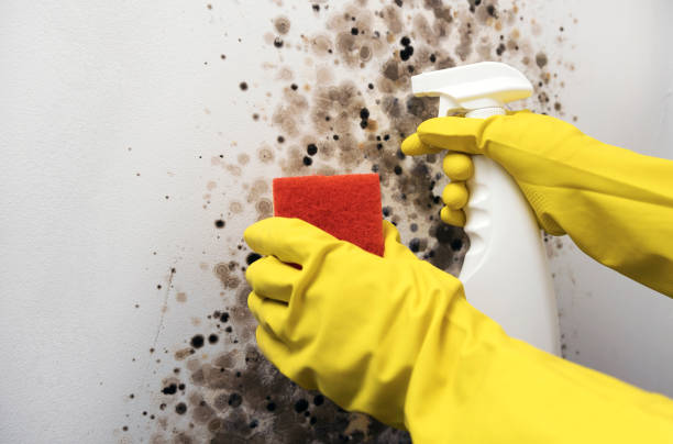 Trusted Union, MO Mold Remediation Experts