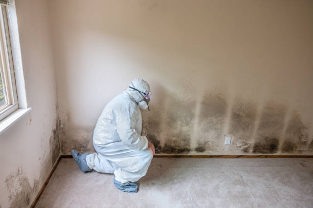 Best Post-Flood Mold Remediation in Union, MO